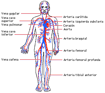 sistemas del cuerpo humano sistema circulatorio