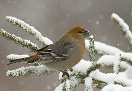 Female Pine Grosbeak, at many country feeders