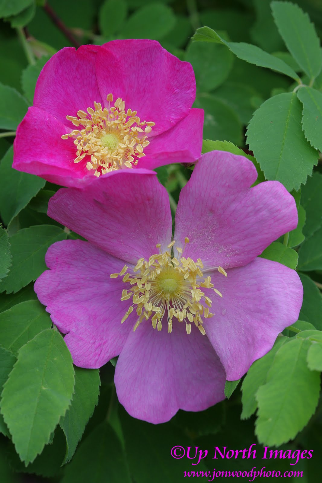 Minnesota State Flower Pictures Beautiful Flowers