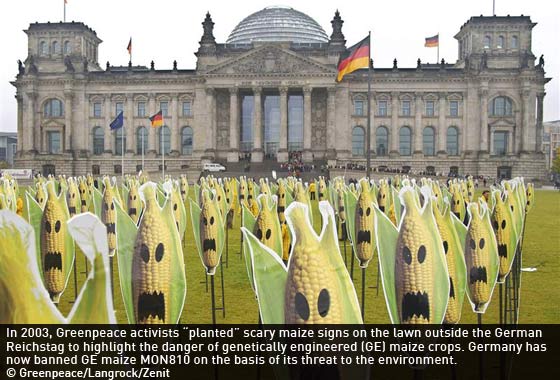 [germany_maize.jpg]