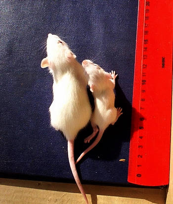 [GM_research_showing_same_age_mice_differences_350o2.jpg]