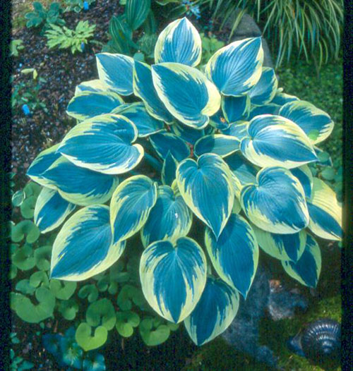 Hosta of the Year Plant Something Oregon