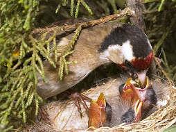 jiguera madre embuchando a sus chivones