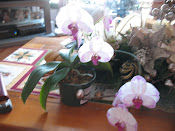 orchids