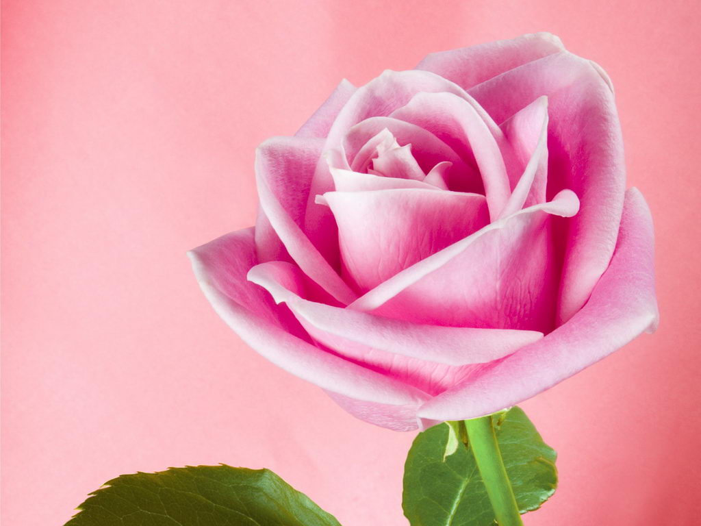  Free Download: Beautiful Rose Flowers And Amizang Wallpapers