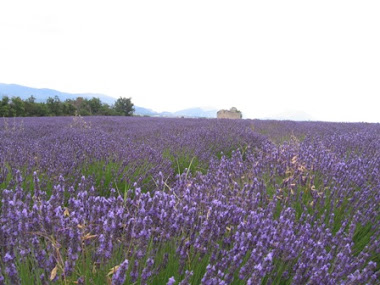 Valensol, lavender fields