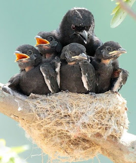 http://4.bp.blogspot.com/_qYNpfUcuT0Y/SnUsJJr4ezI/AAAAAAAAAE0/exYwlF2dmGY/s320/Sobrepoblaci%C3%B3n.jpg