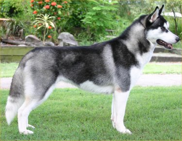 Siberian Husky Other Names