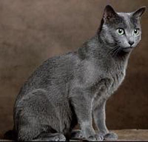 RUSSIAN BLUE THE BLUE CAT