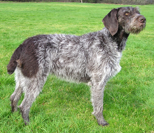 German+dog+breeds+list