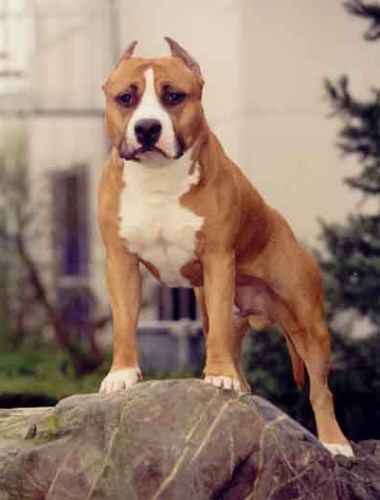 Pitbull Terrier Dogs