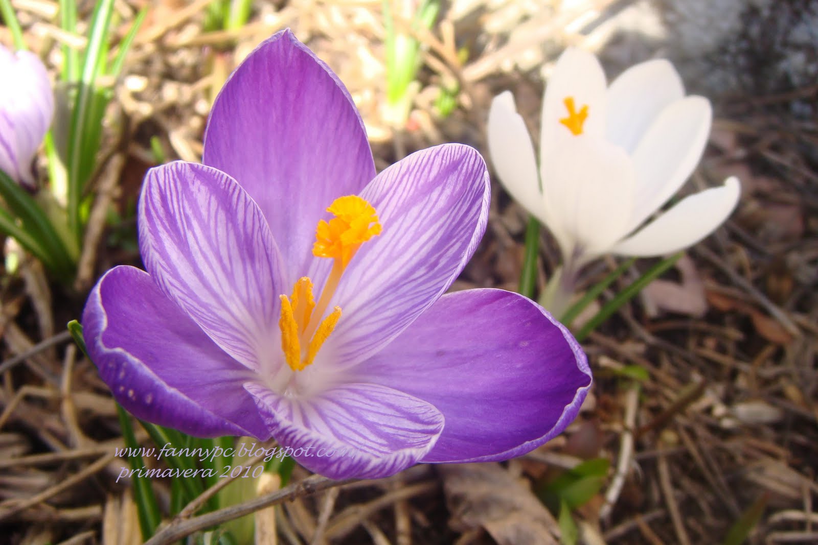 http://4.bp.blogspot.com/_qYeSNZspViI/S7P9YMyKzSI/AAAAAAAAn6s/1FclMoTIkvU/s1600/DSC04646.jpg