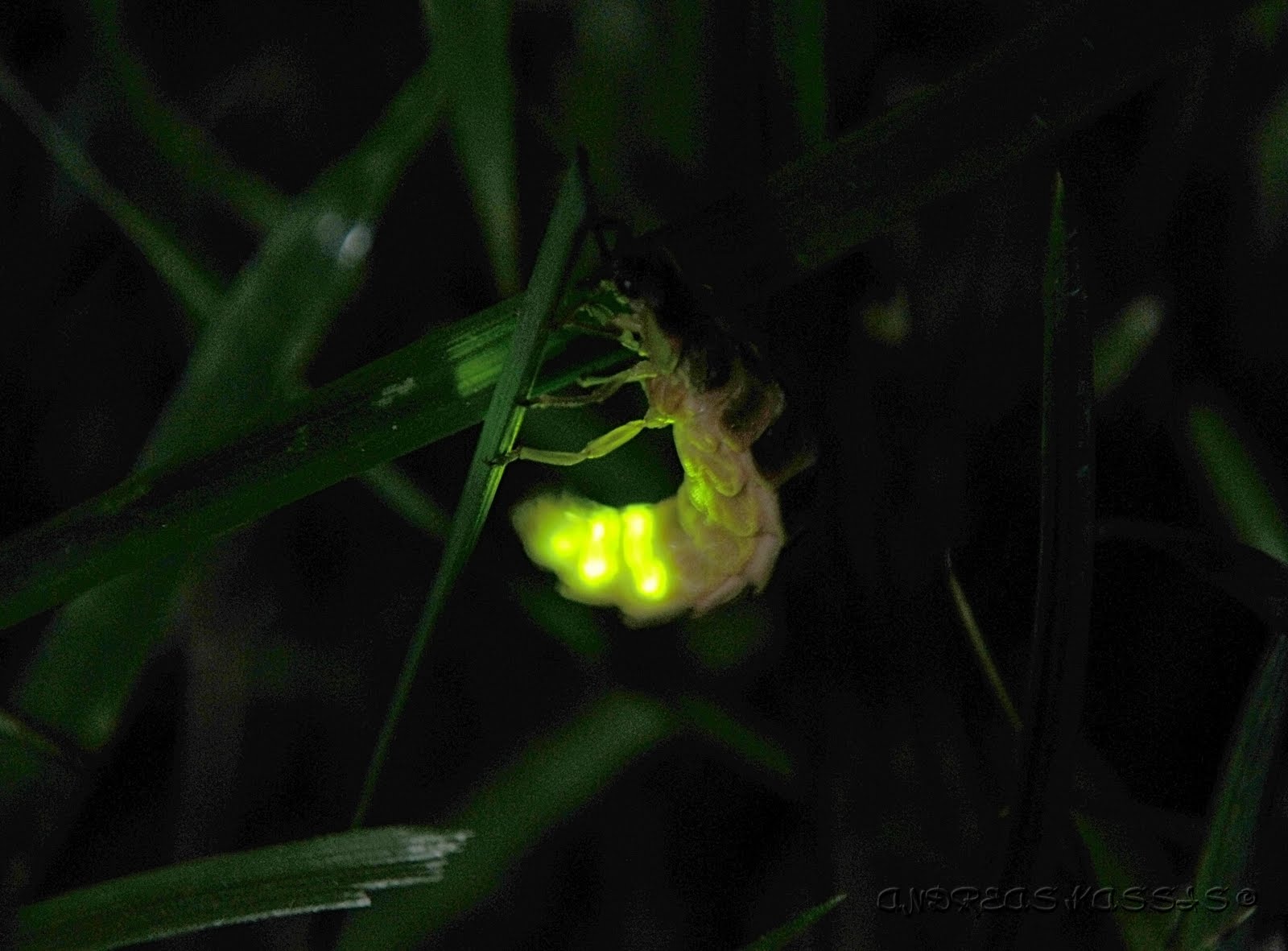 NATURAL WORLD Lampyris noctiluca female(Glow worm) and bioluminescense