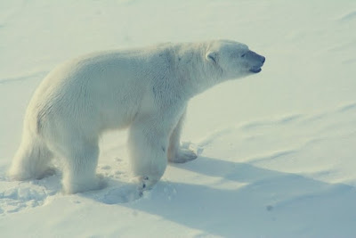 Male Polar Bear