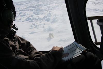 Polar Bear from Helicopter