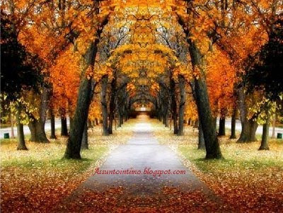 Caminhos,Estrada,árvores de outono