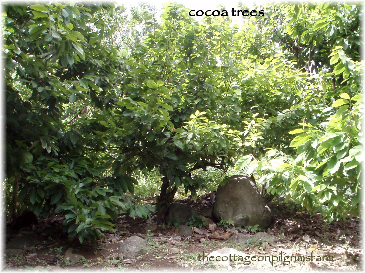 Cocoa Harvesting