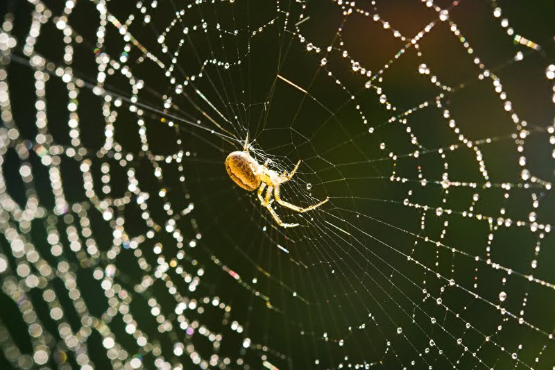 Recluse Spider Australia. Brown Recluse Spider,