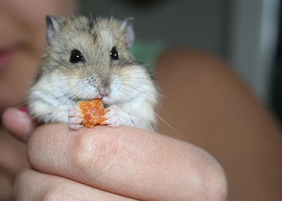 S%C3%BCsser+Hamster+Essen.jpg