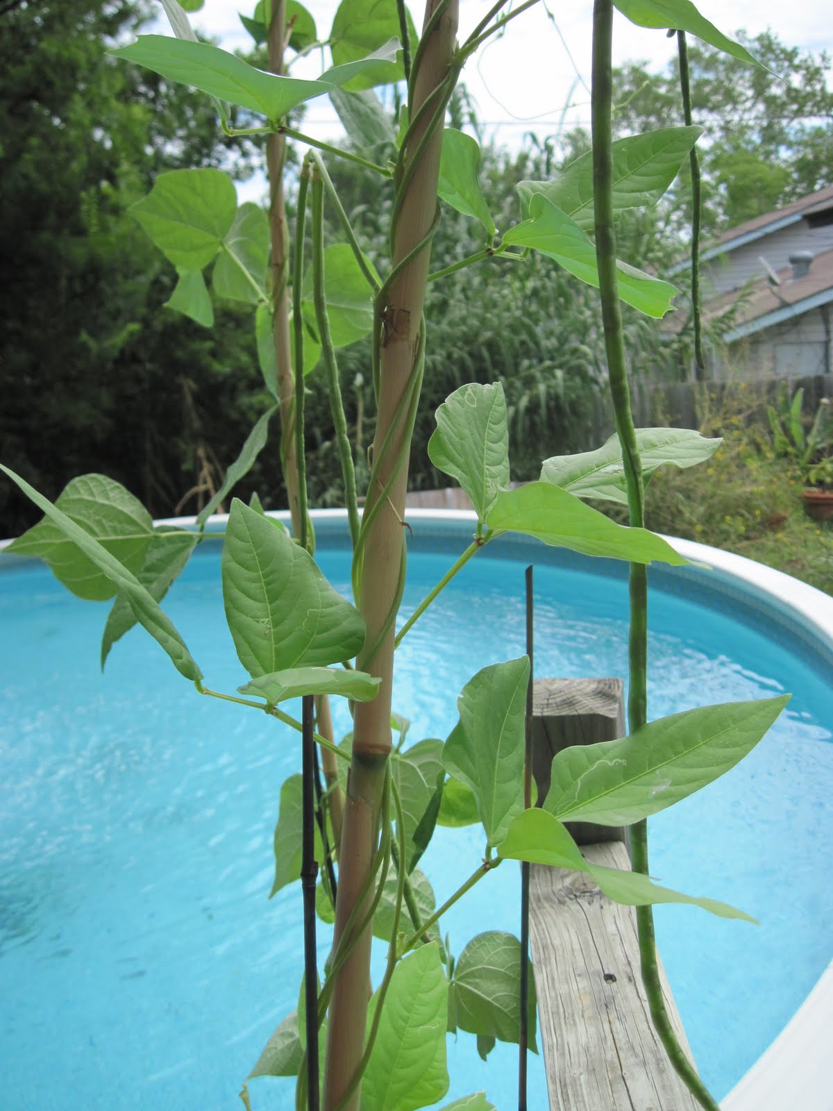 A Slice of Texas blog : Snake Beans!