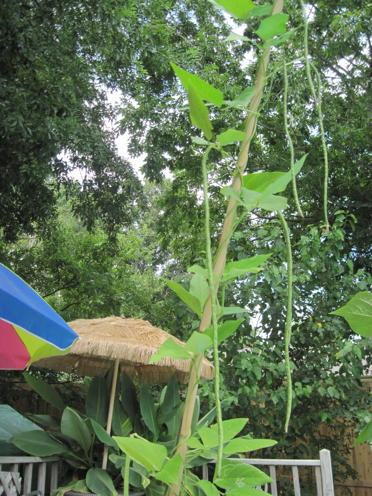 A Slice of Texas blog : Snake Beans!