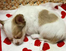 Love heart Chihuahua!