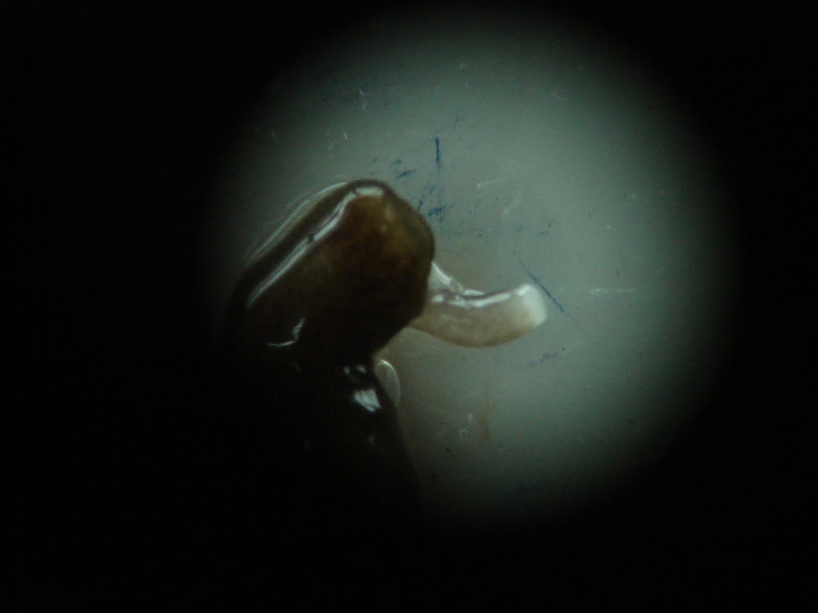 Dugesia Sp