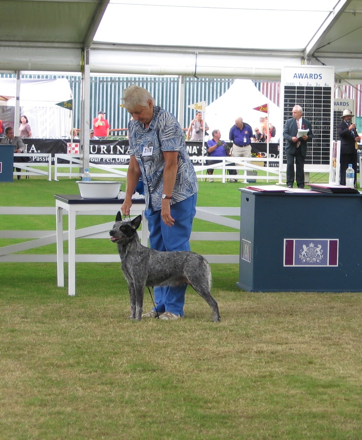word dog show