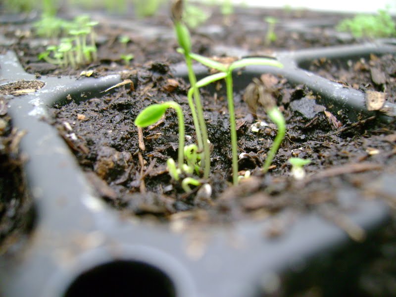 Plant Zone Herb Seedlings