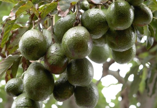 avocado (pokat)
