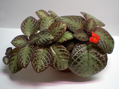 episcia kuparilehti