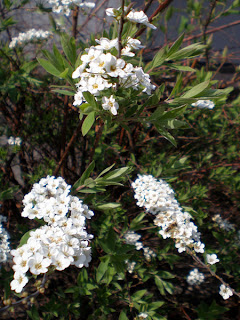 white flowers