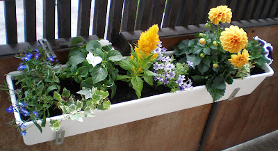 balcony flowers dahlia ivy lobelia petunia