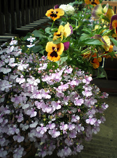 flower box purple lobelia purple and orange pansies