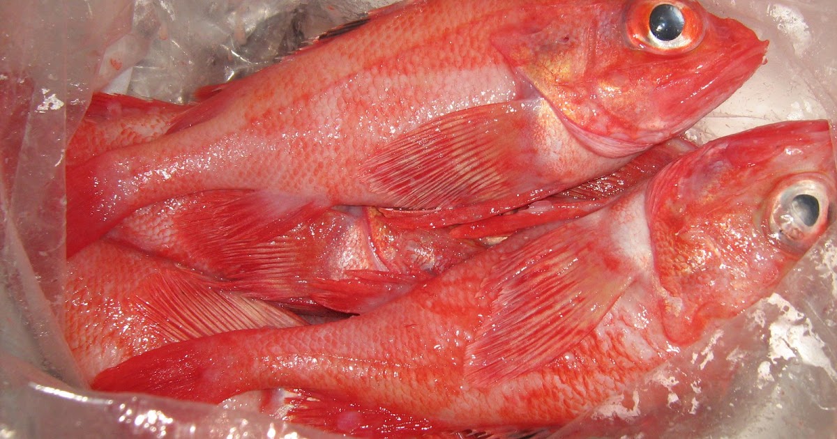 Alfred Insight’s and Research: Kinki Fish Fresh