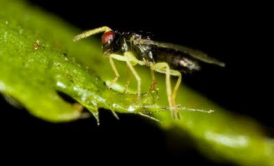 avispa parasitaria