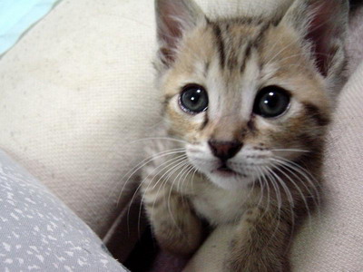 Consejo felino: Aunque la ley no lo obliga, te aconsejo que le pongas chip a tu gato