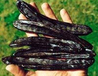 VİAGRA YAPAY KEÇİBOYNUZU DOĞAL AZDIRICI harnup VİAGRA YAPAY KEÇİBOYNUZU DOĞAL AZDIRICI