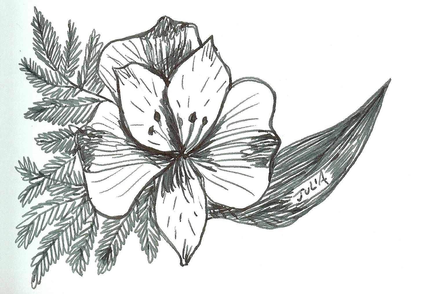 Paintersgarden: A few more Asiatic Lily Drawings