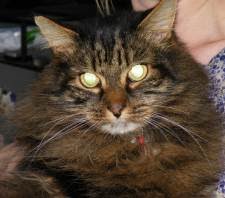 GiZmo 'man hater'