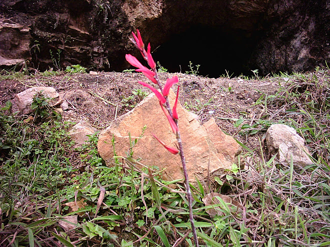 Orquidea Roja