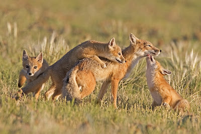 Fox Family