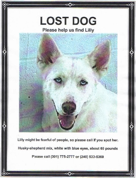 Lost Dog Animal Rescue Virginia Lost Dog Animal Rescue Virginia