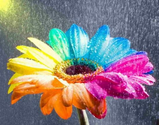 http://4.bp.blogspot.com/_qikuytuZWBA/TFdB6ATqQeI/AAAAAAAABRk/d7W--SpLl6A/s1600/flower-rainbow-flower-rain-rainbow-colour-flowers-%D0%A6%D0%B2%D0%B5%D1%82%D1%8B-Love-My-Favorite-Images-nature-creative-m-gostaffo-stuff-ci%C3%A7ek-%D1%86%D0%B2%D0%B5%D1%82%D1%8F_large.jpg