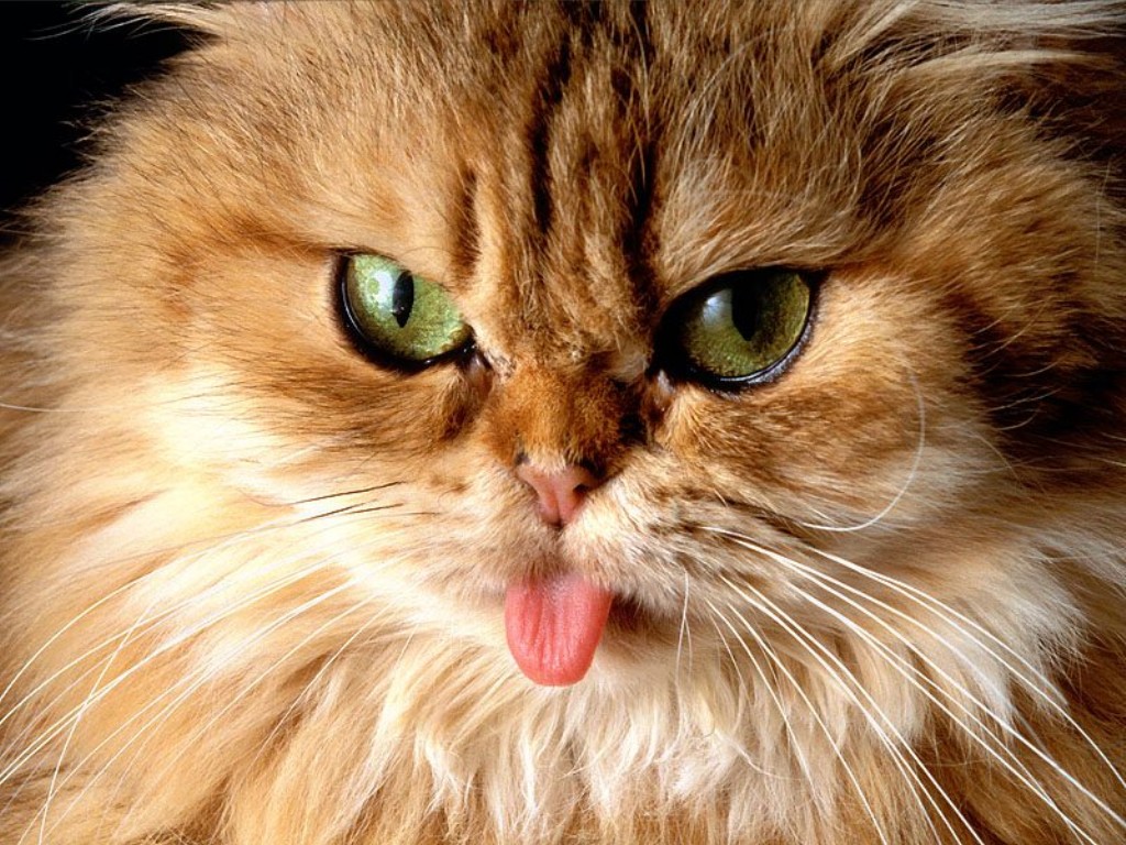 [Cat_Got_Your_Tongue-!.jpg]
