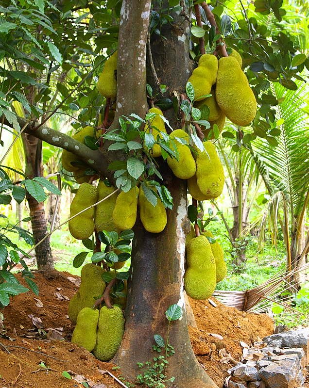 what is jackfruit