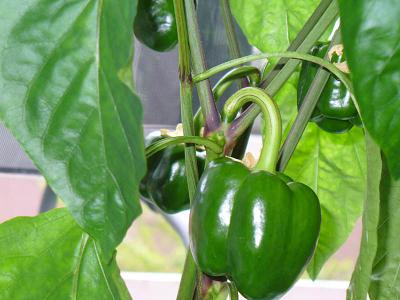 Planting Bell Peppers