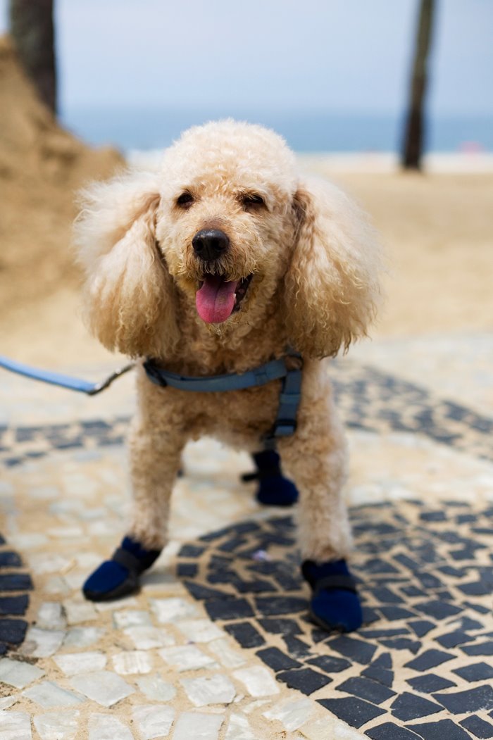[11068DoggieWeb.jpg]