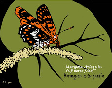 La mariposa arlequín: en peligro de extinción