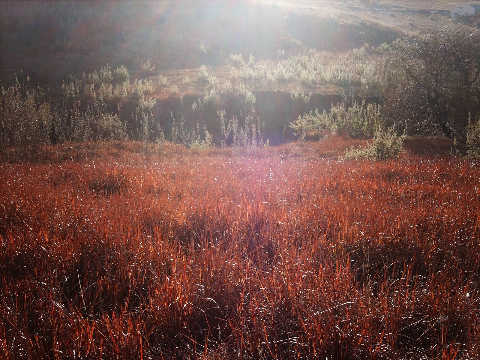 red grass